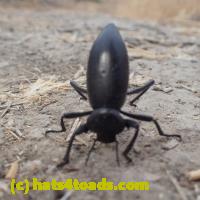 /home//u458753944/public_html/sourcegallery//////////////////////////Insects and small critters/beetles (Coleoptera)/P8200793.JPG